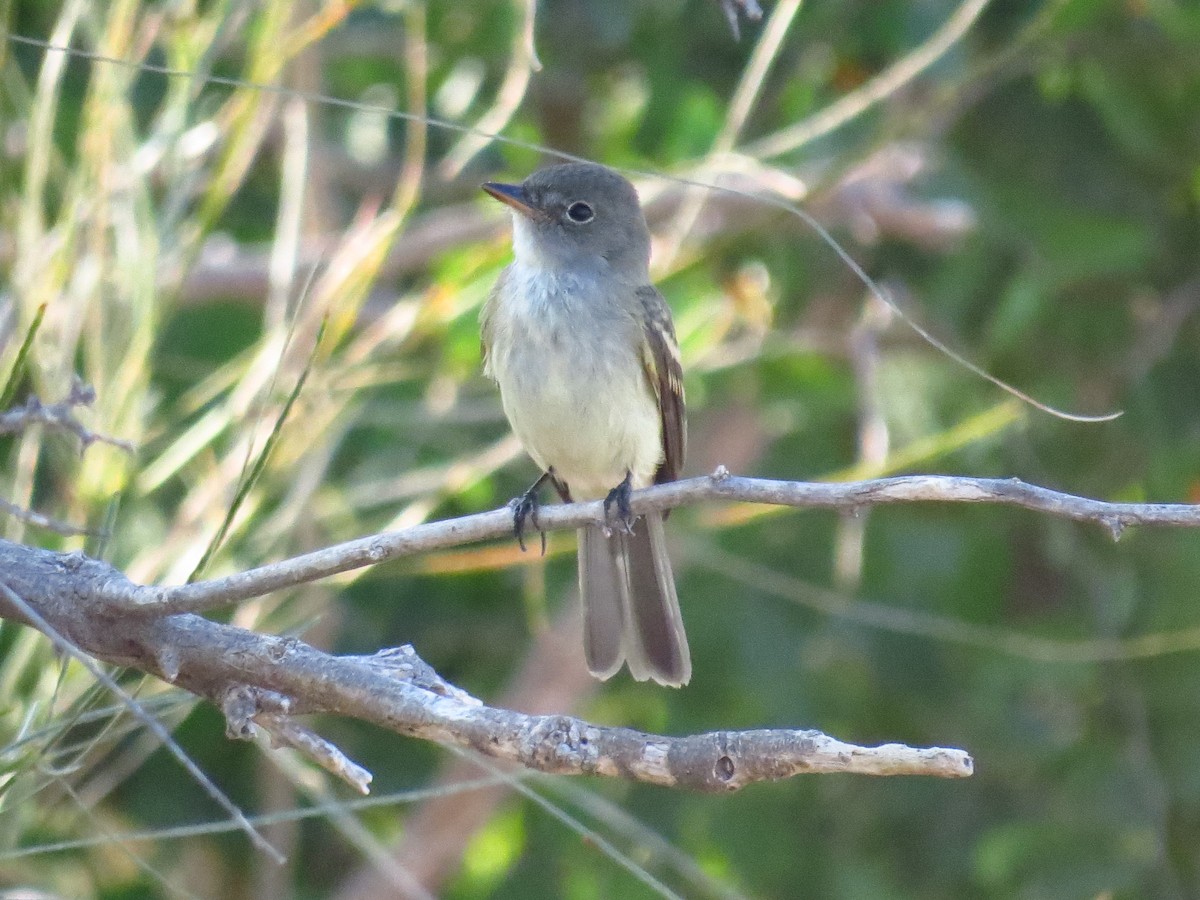 Willow Flycatcher - ML641401959