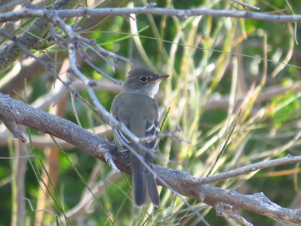 Willow Flycatcher - ML641401960