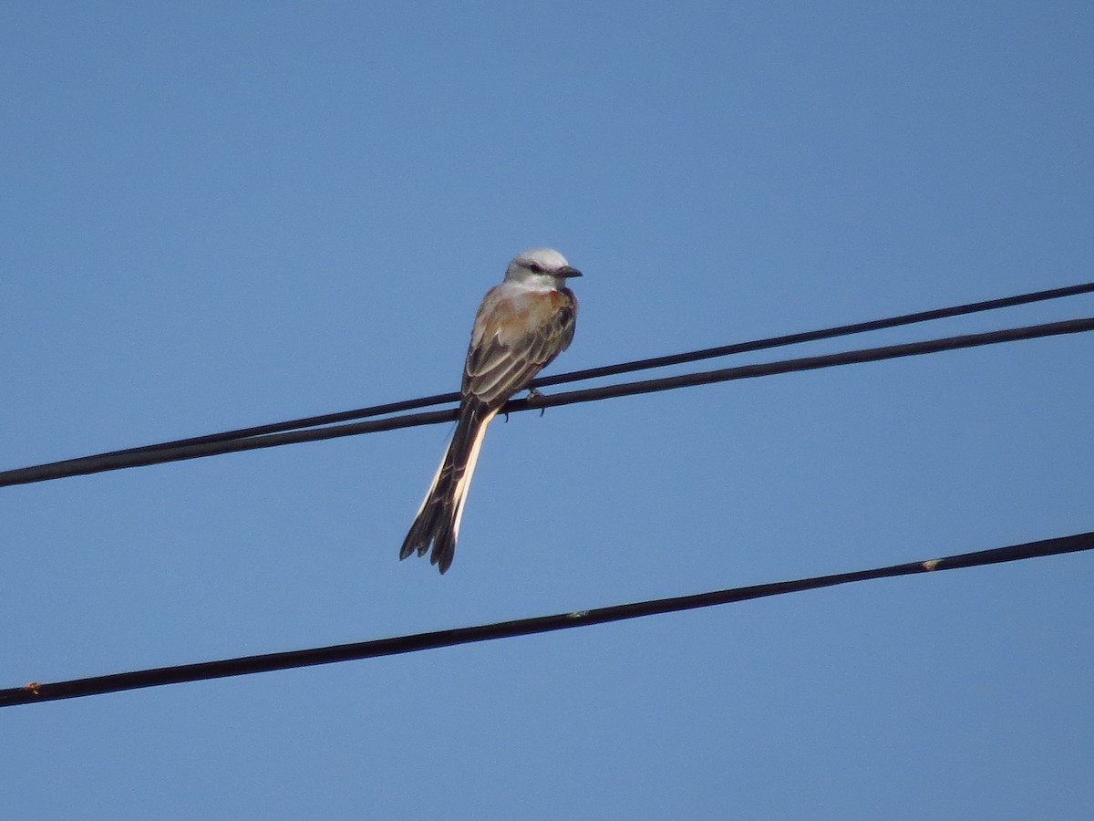 Scissor-tailed Flycatcher - ML641401972
