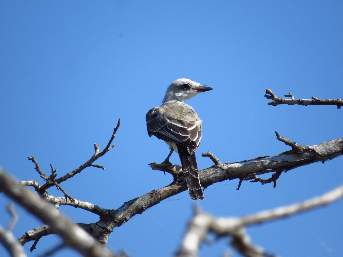 Scissor-tailed Flycatcher - ML641401973