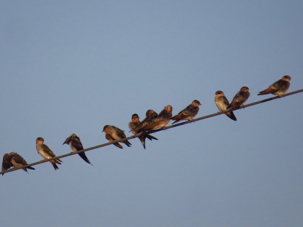 Cave Swallow - ML641401980