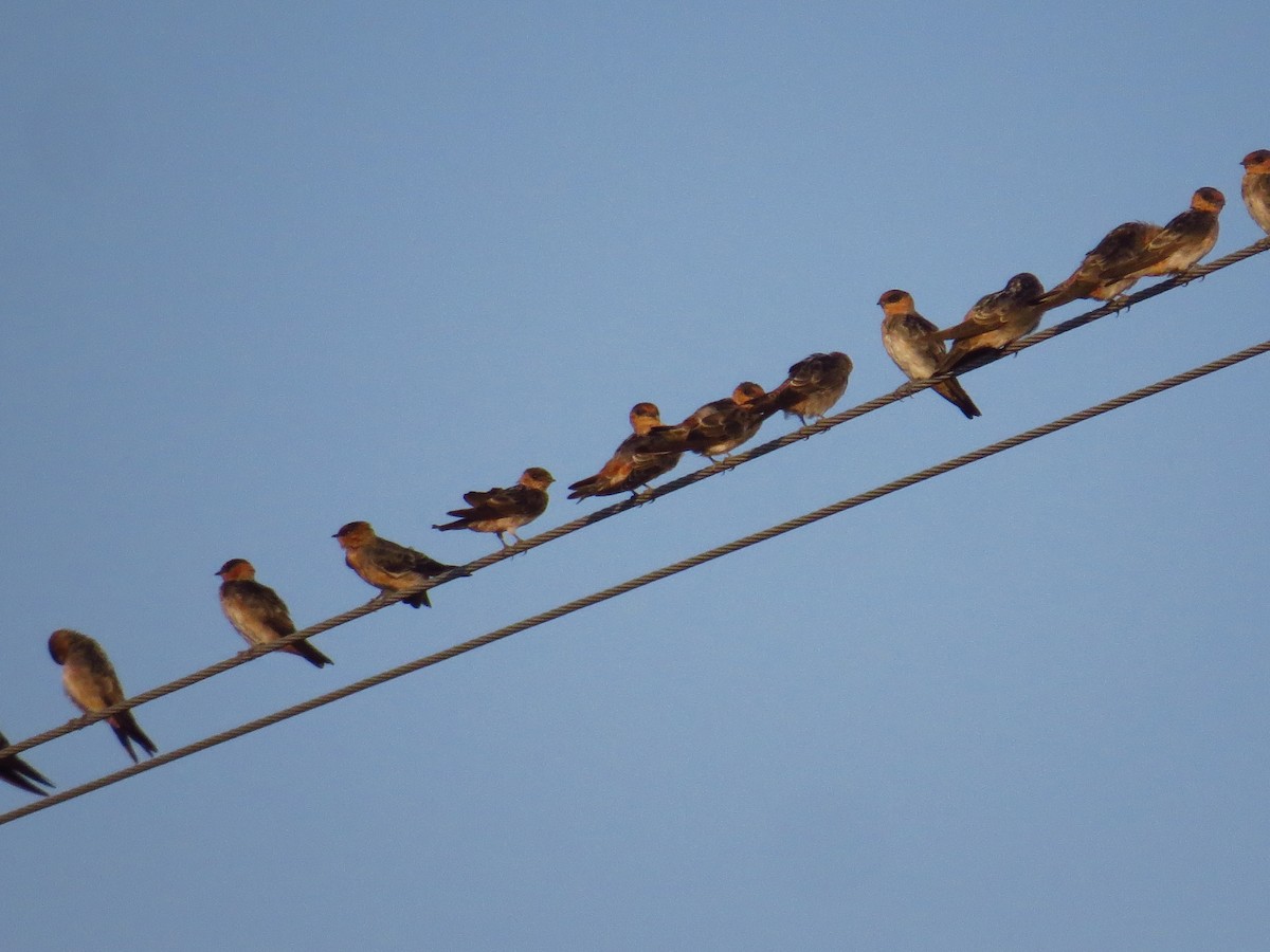 Cave Swallow - ML641401981