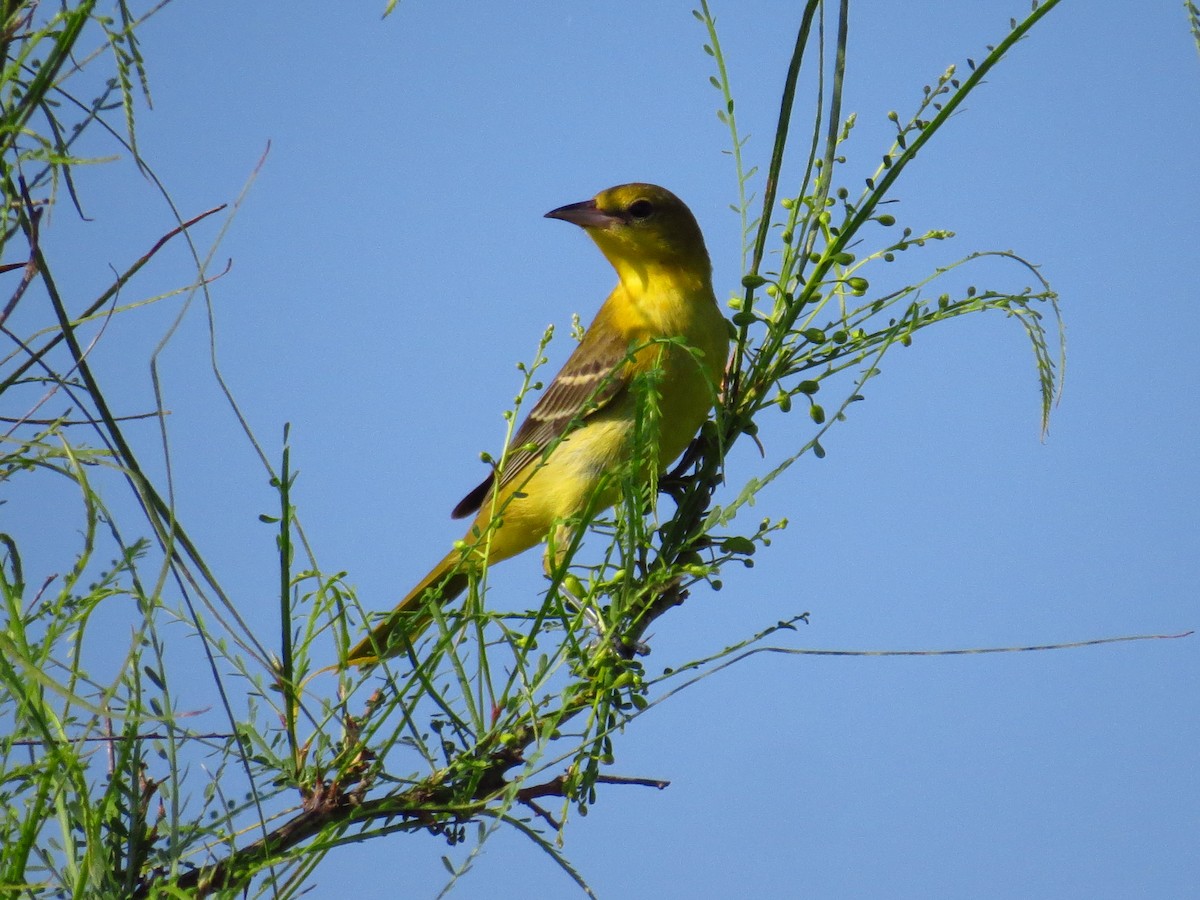Orchard Oriole - ML641401990