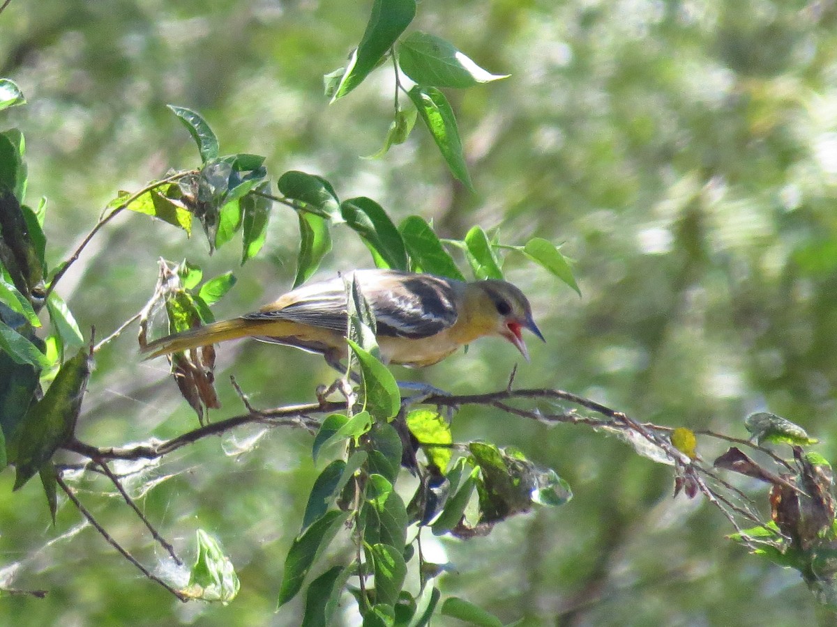 Bullock's Oriole - ML641402009