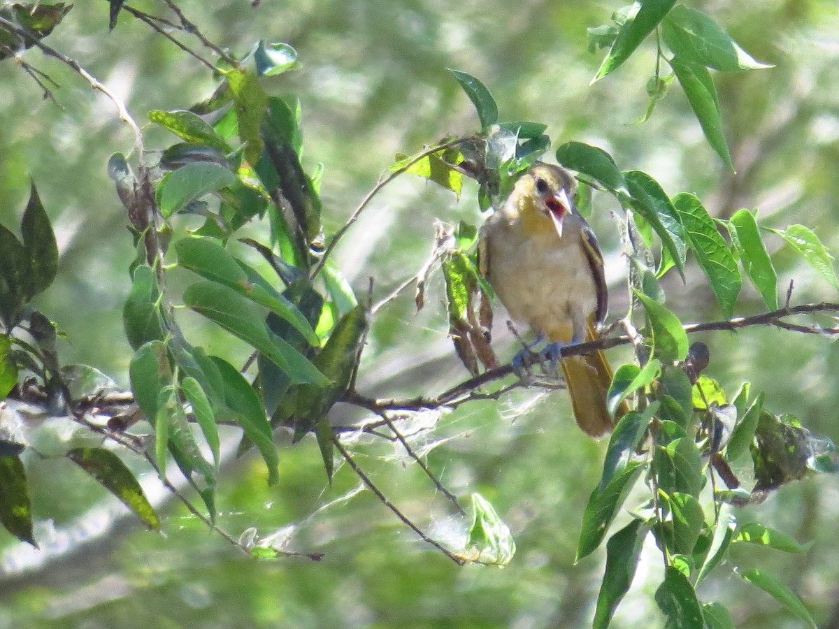 Bullock's Oriole - ML641402010