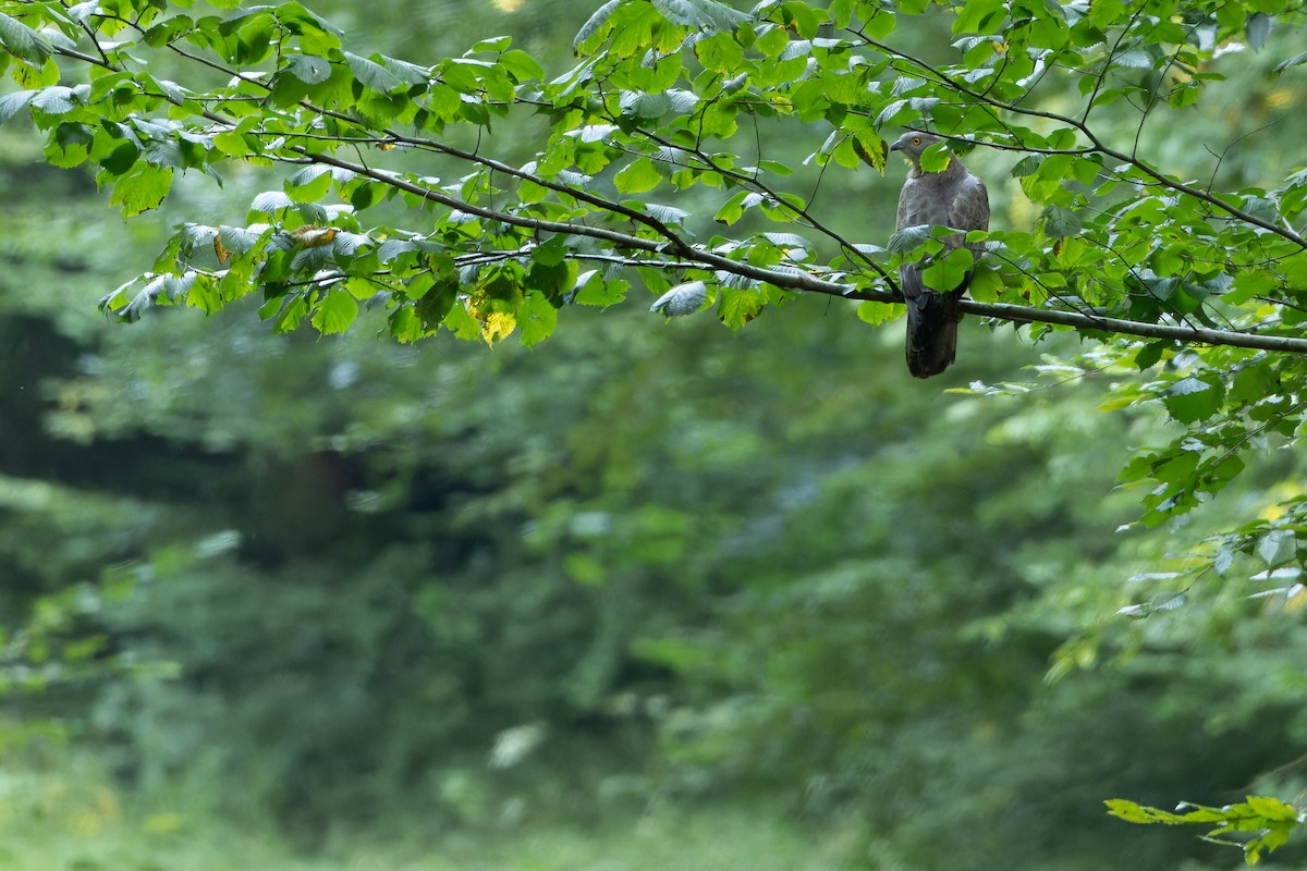 European Honey-buzzard - ML641402058