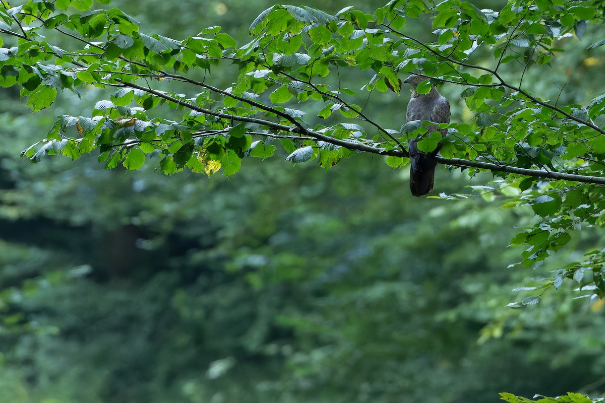 European Honey-buzzard - ML641402059