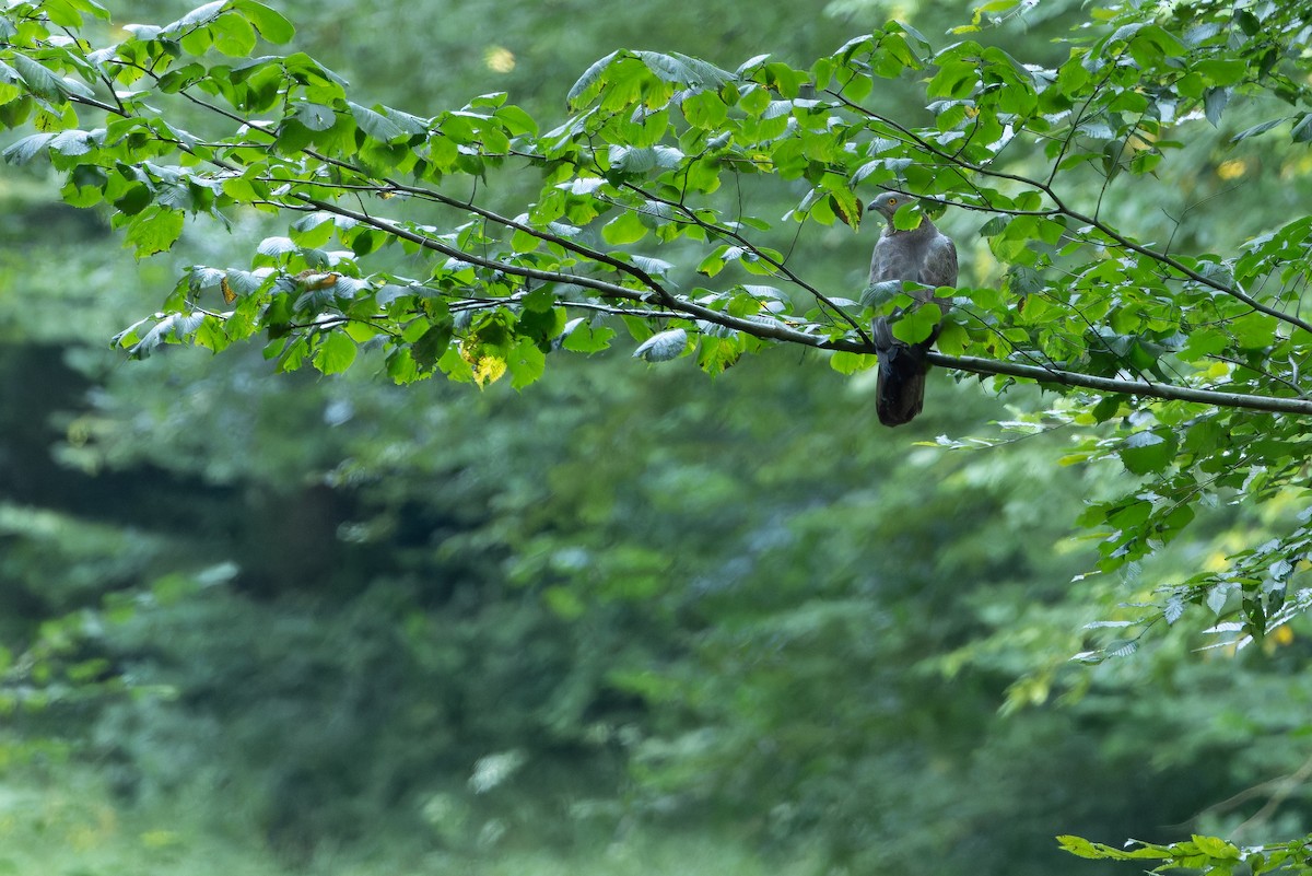 European Honey-buzzard - ML641402060