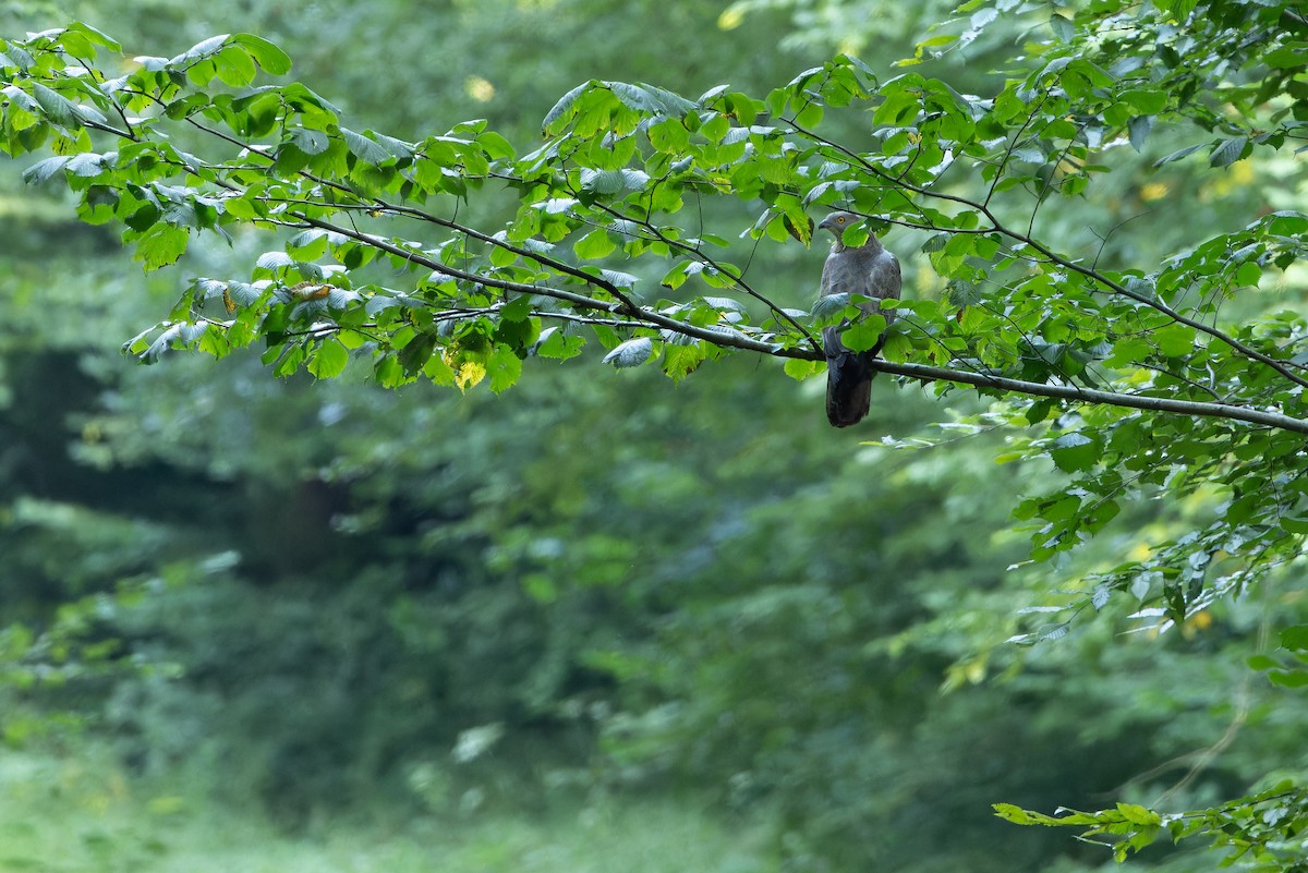 European Honey-buzzard - ML641402061