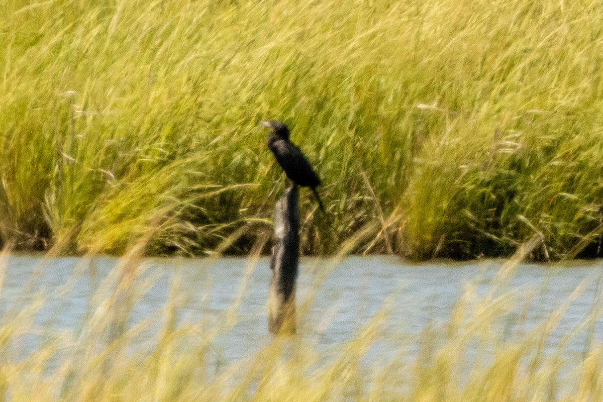 Neotropic Cormorant - ML641402072