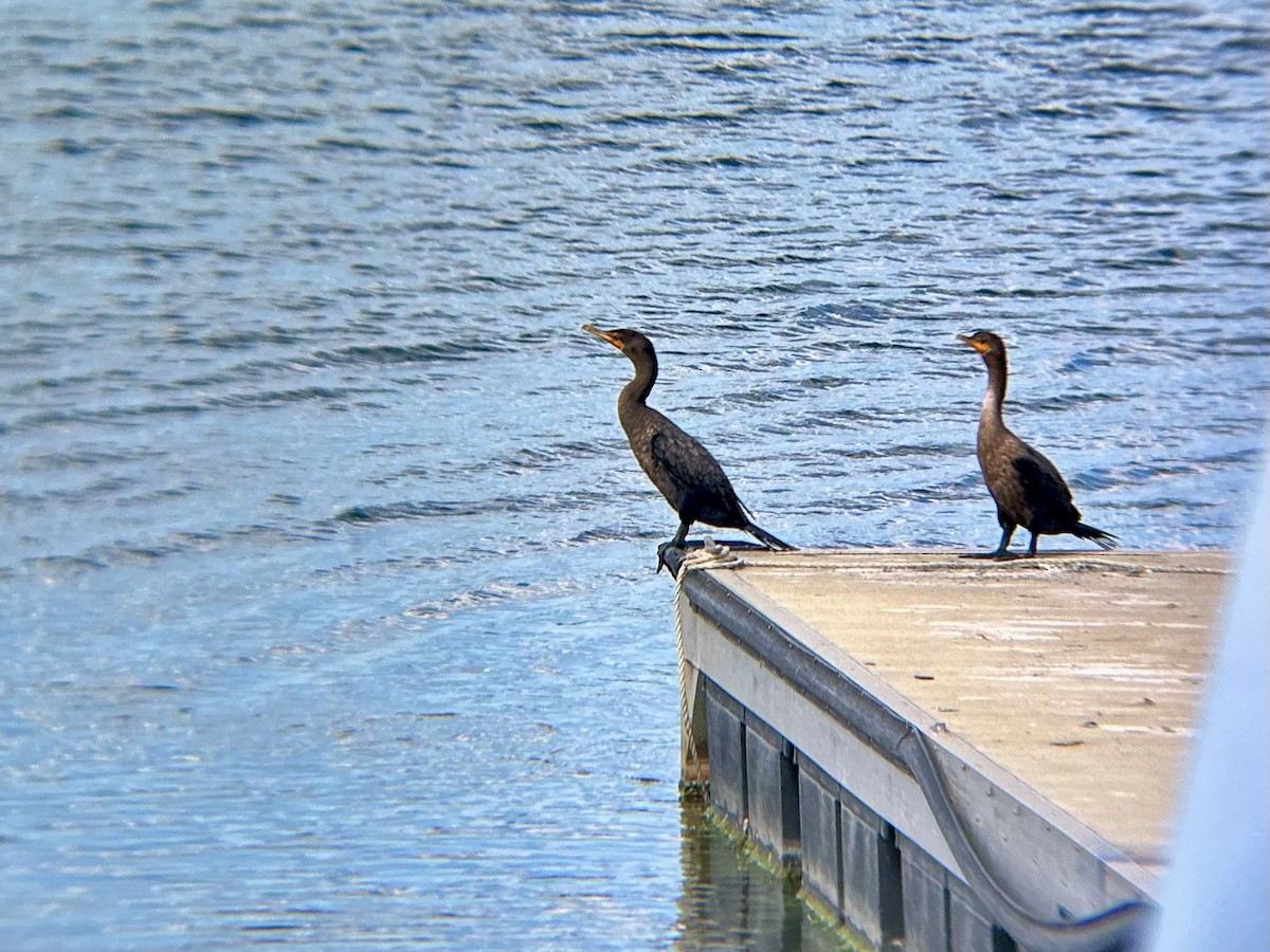 Double-crested Cormorant - ML641402078