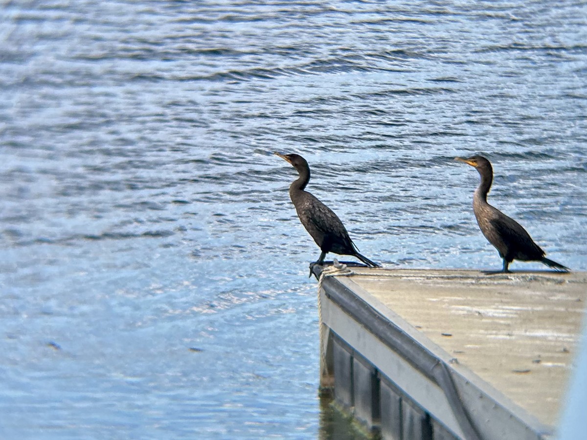 Double-crested Cormorant - ML641402080