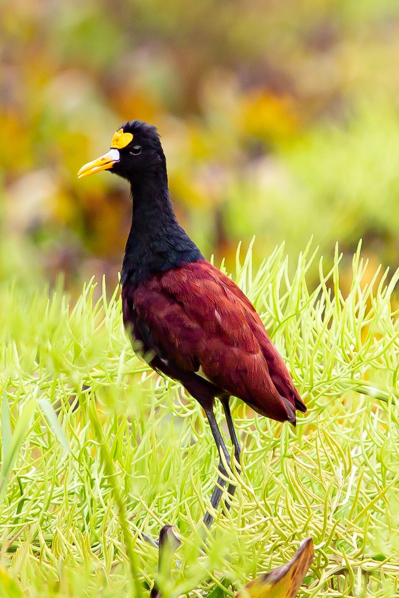 Northern Jacana - ML641402092