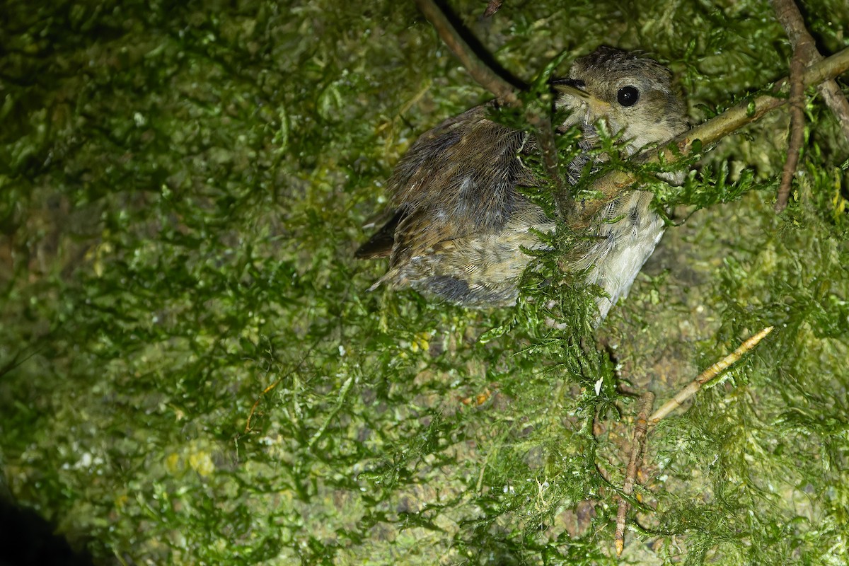 Eurasian Wren (Eurasian) - ML641402100