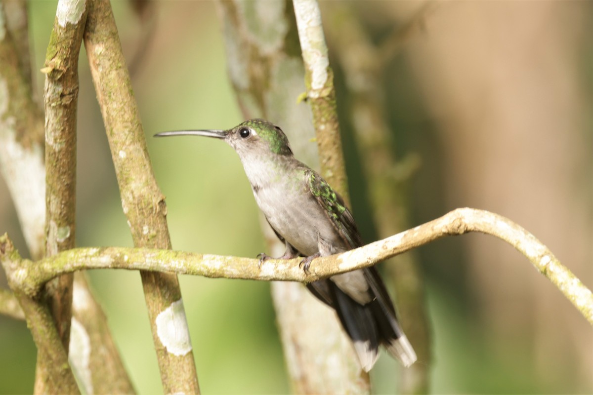 Gray-breasted Sabrewing (obscurus) - ML641402124