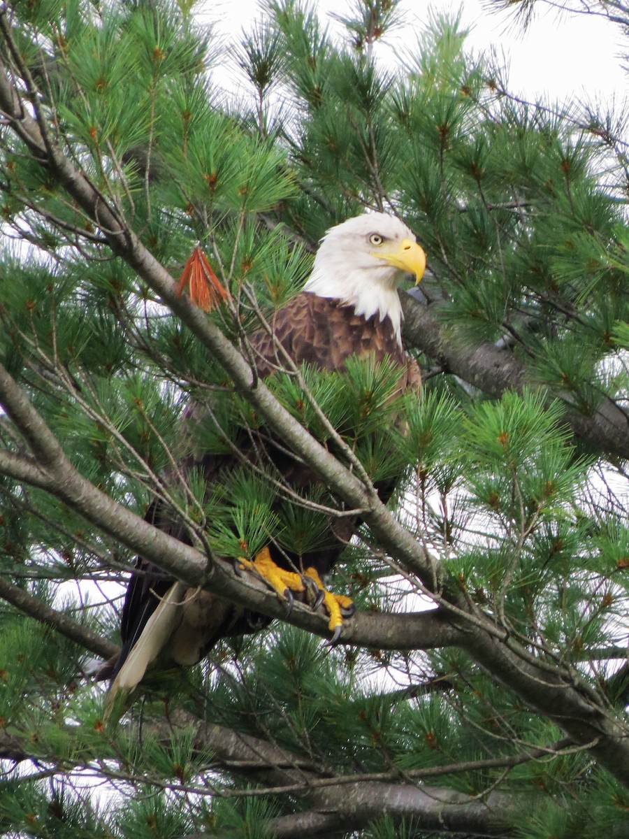 Bald Eagle - ML641402158