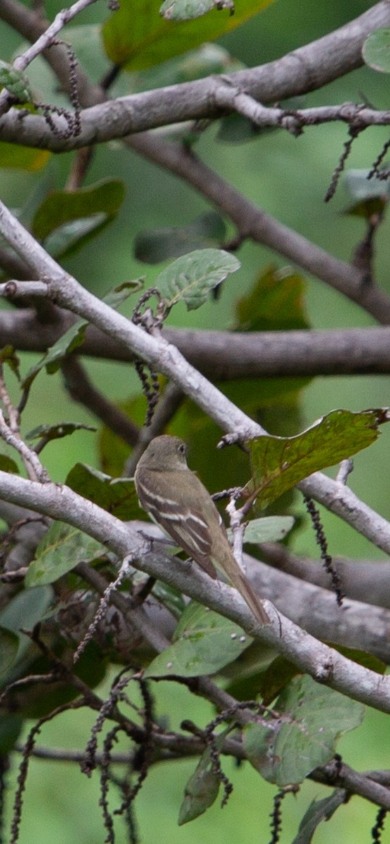 Alder Flycatcher - ML641402159