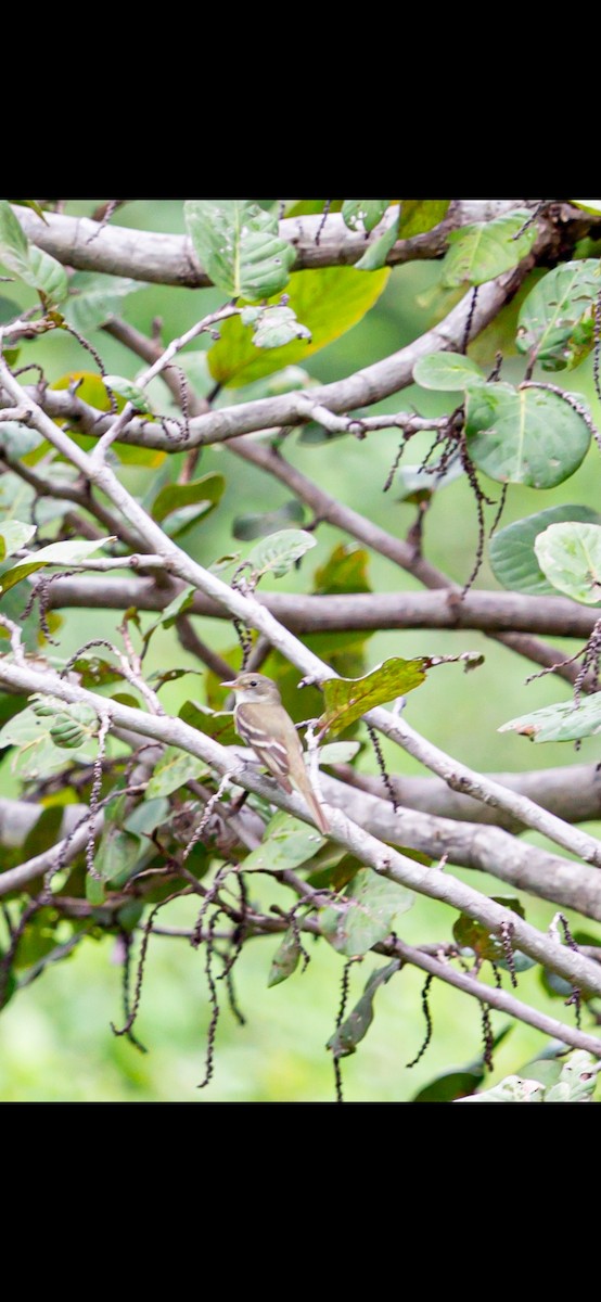 Alder Flycatcher - ML641402160