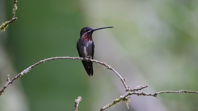 Long-billed Starthroat - ML641402169