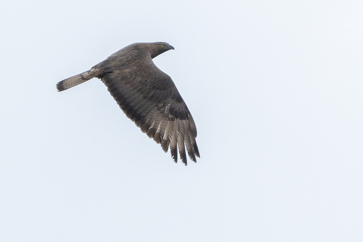 European Honey-buzzard - ML641402171