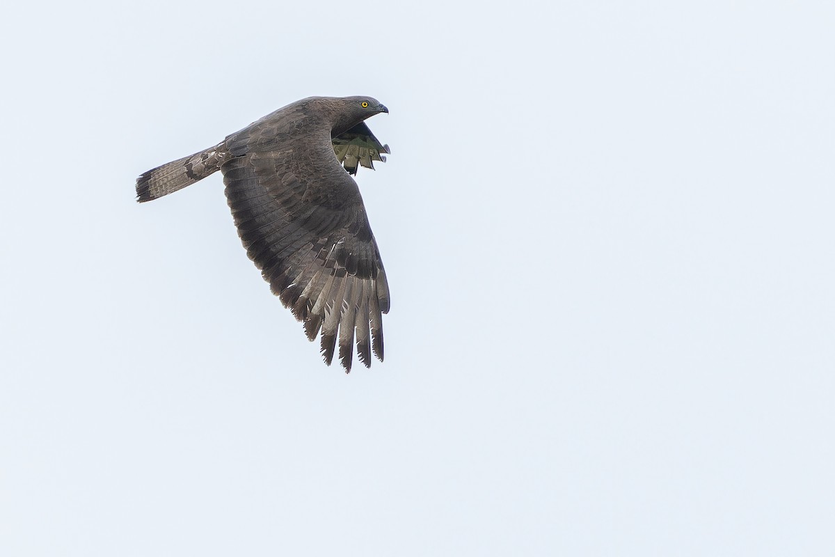 European Honey-buzzard - ML641402172