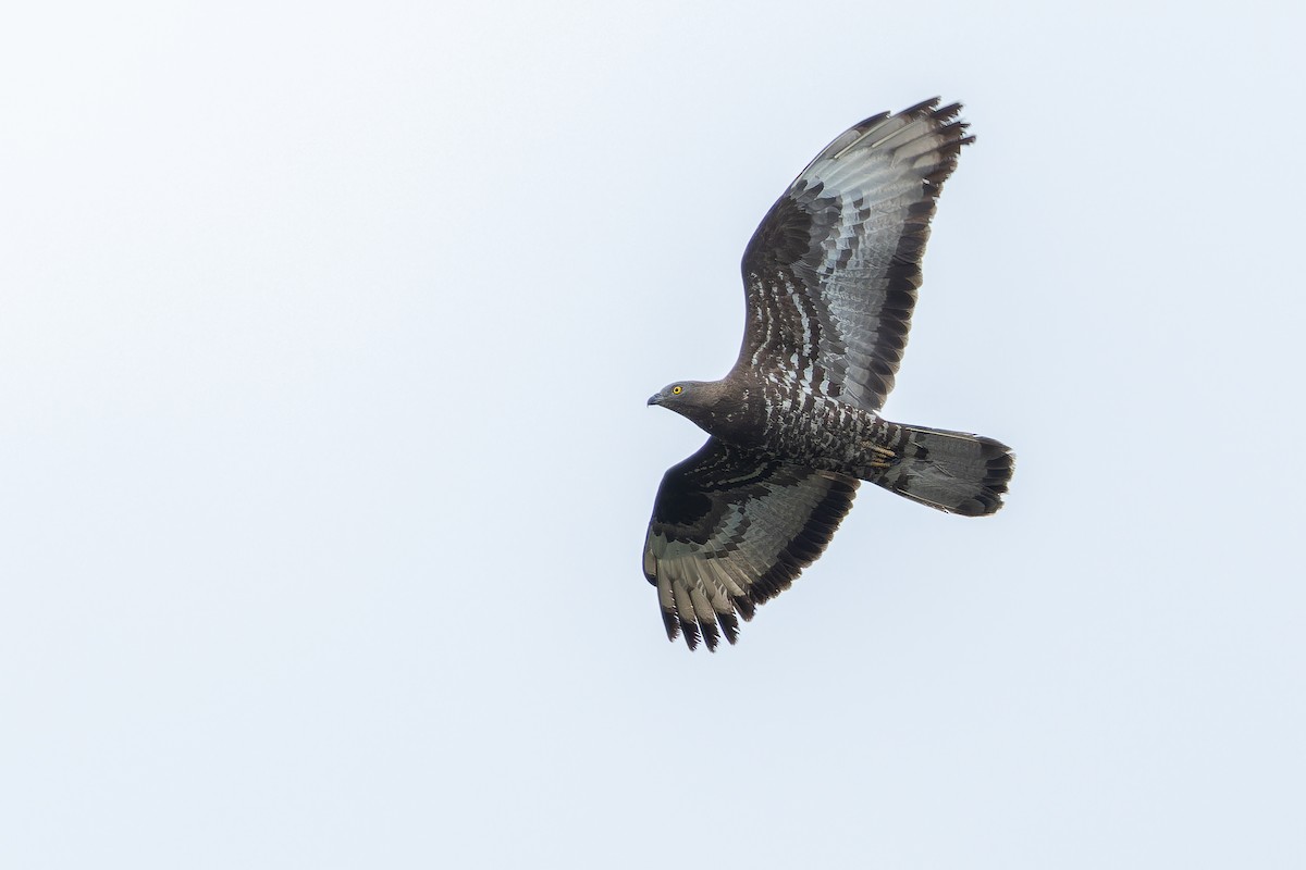 European Honey-buzzard - ML641402173