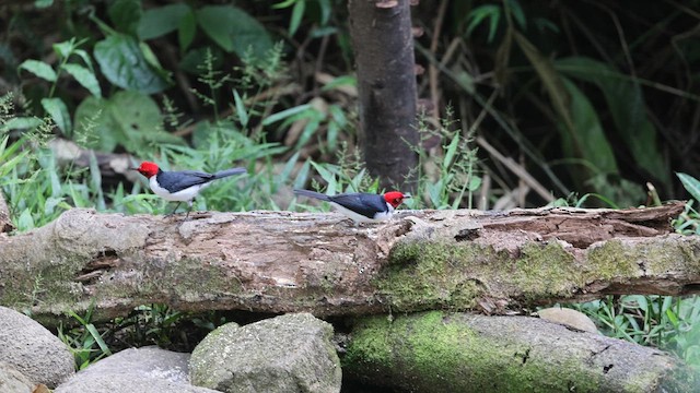 Red-capped Cardinal (Red-capped) - ML641402175