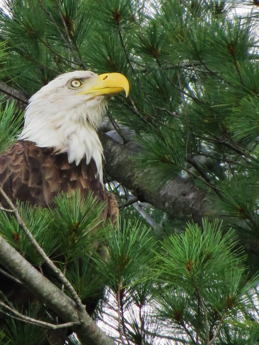 Bald Eagle - ML641402176