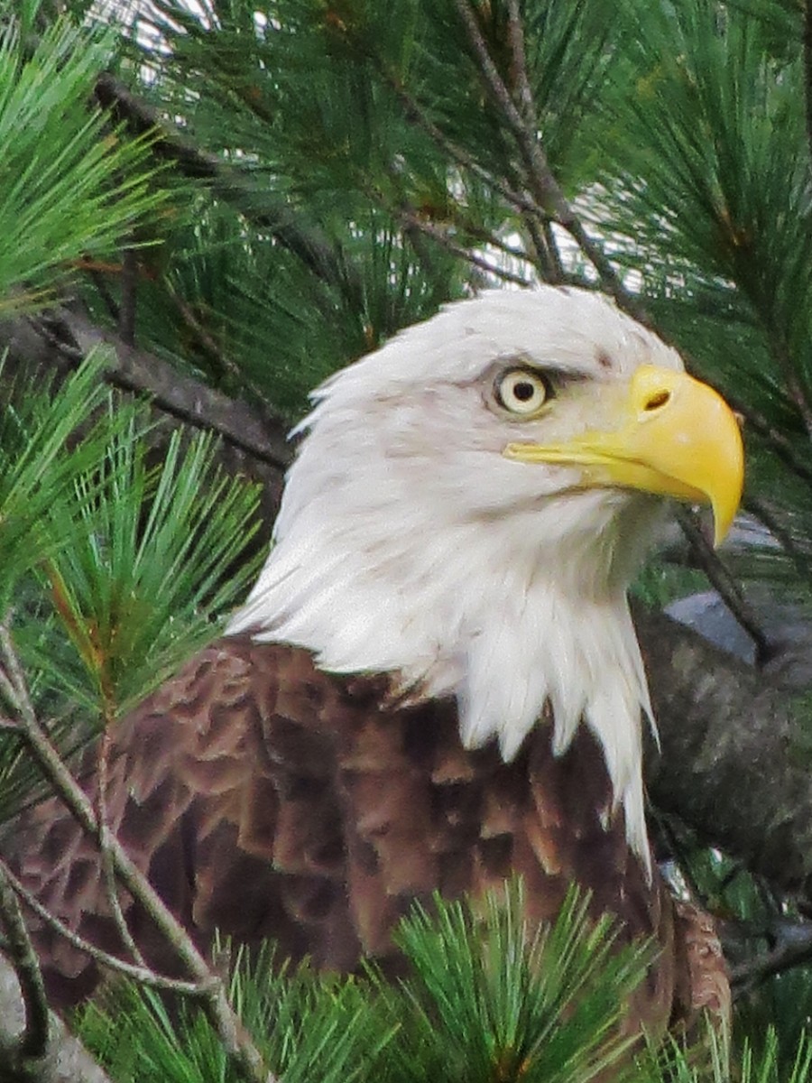 Bald Eagle - ML641402187