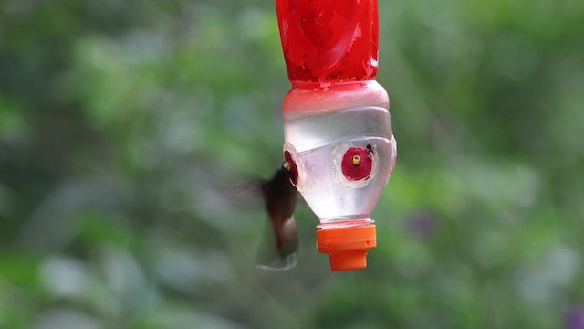 Rufous-breasted Hermit - ML641402200
