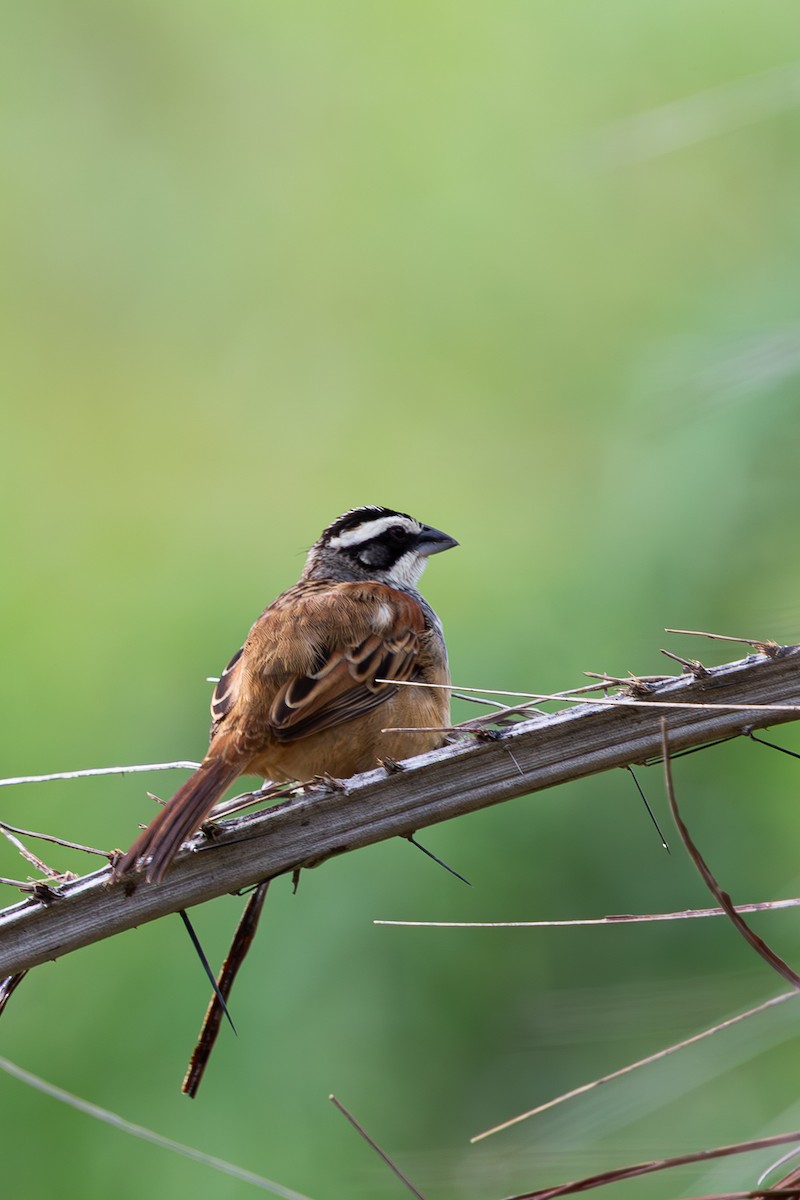 Stripe-headed Sparrow - ML641402245