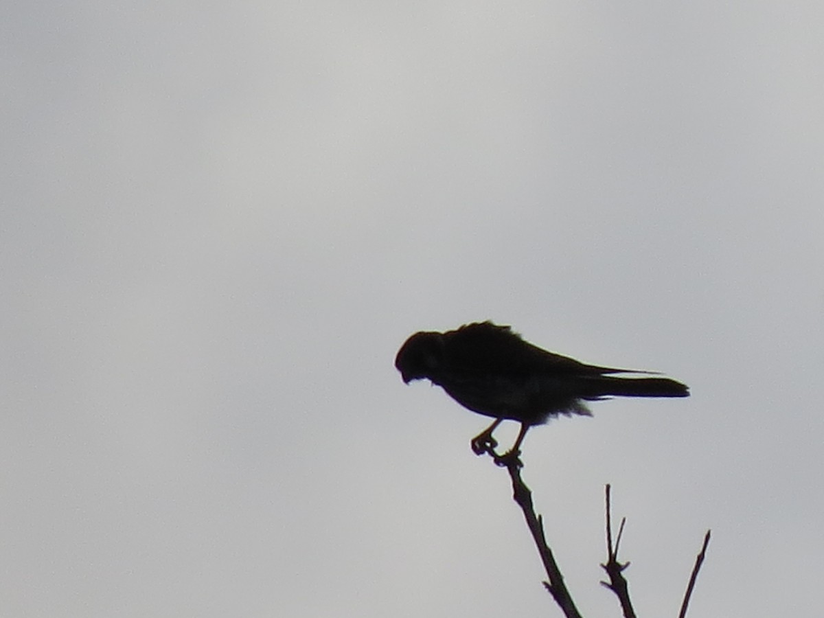 American Kestrel - ML641402251
