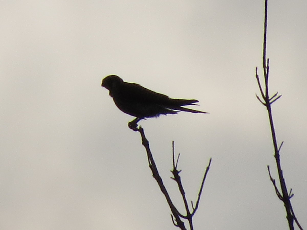 American Kestrel - ML641402252