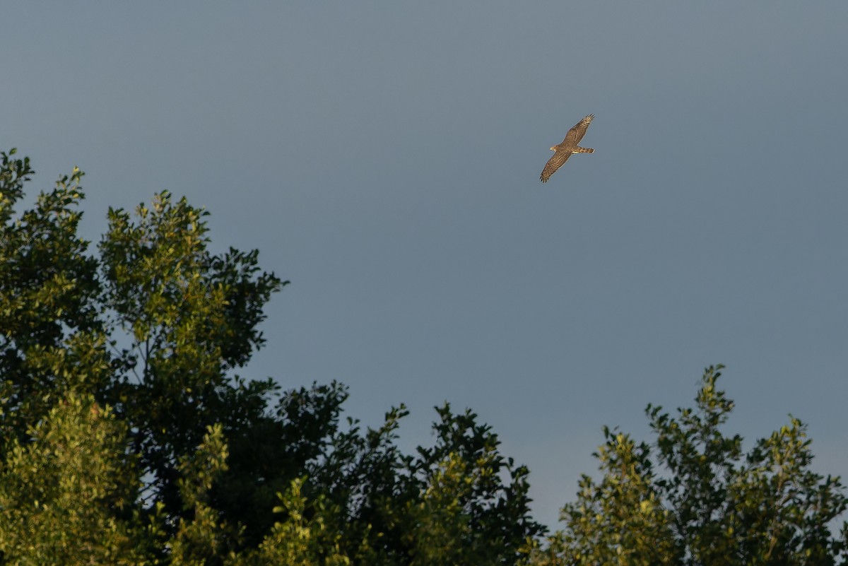 hønsehauk - ML641402262