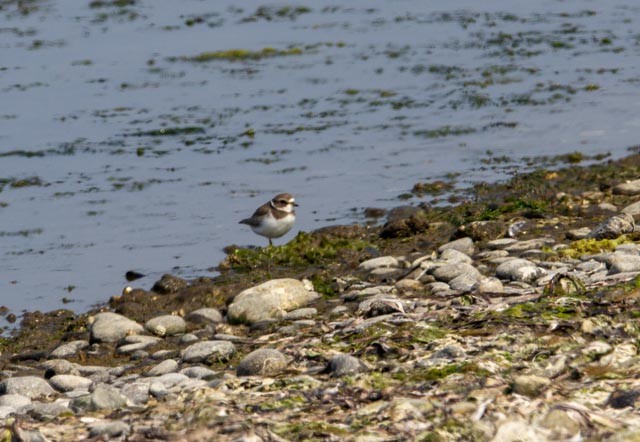 Semipalmated Plover - ML641402280
