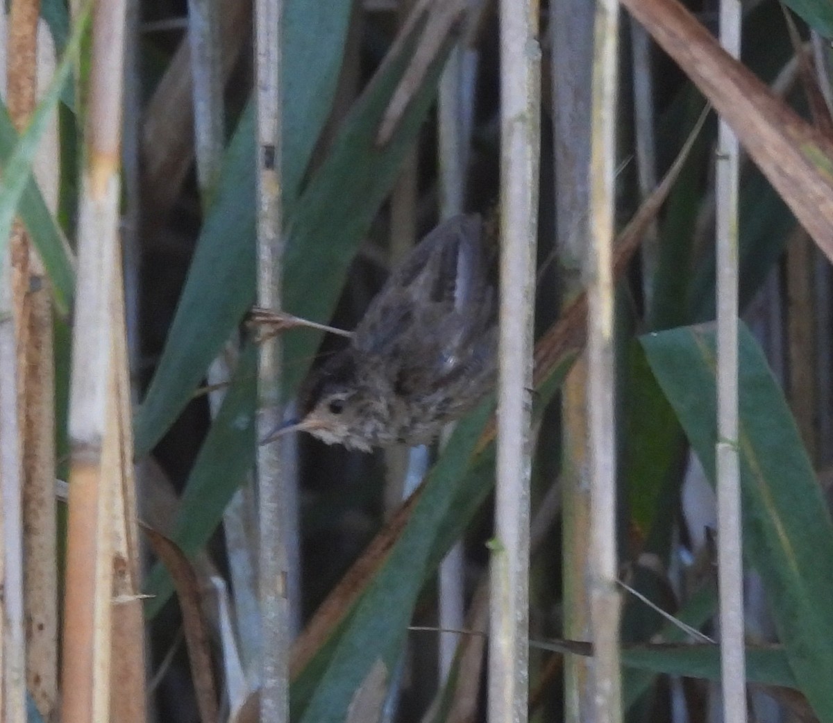Marsh Wren - ML641402292