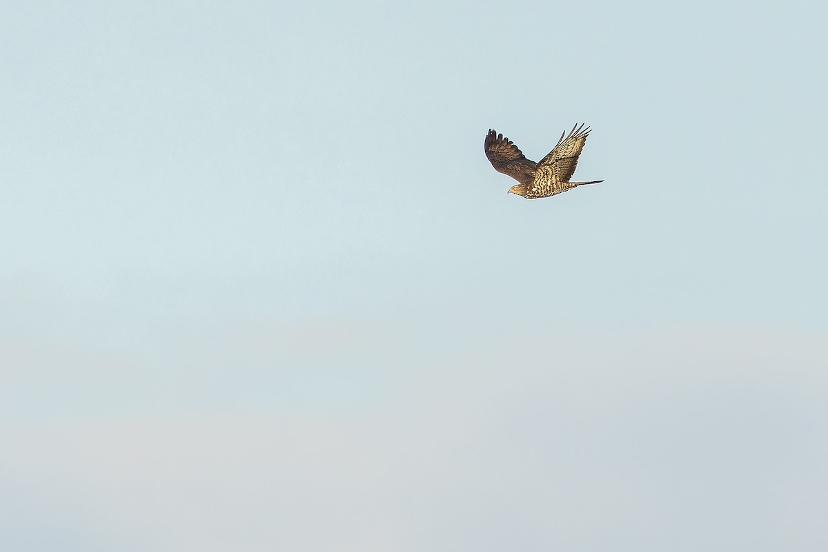 European Honey-buzzard - ML641402300