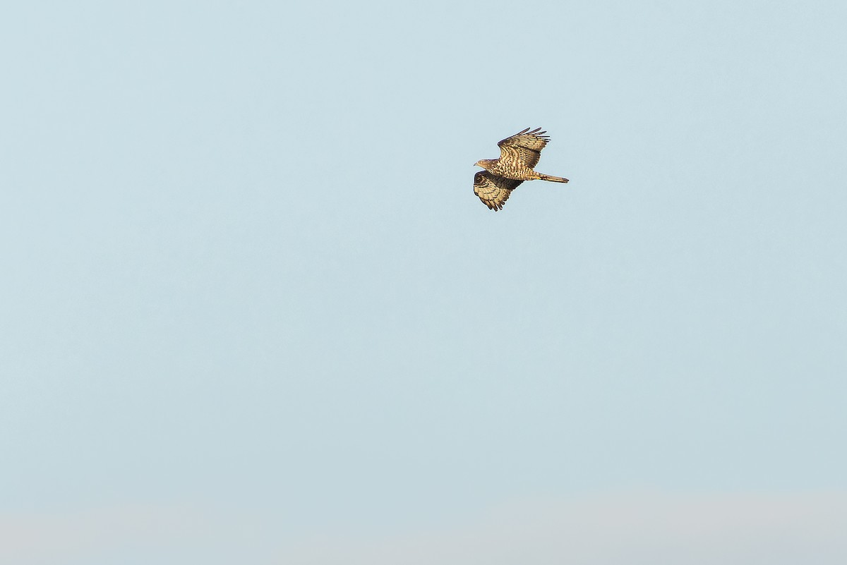 European Honey-buzzard - ML641402302