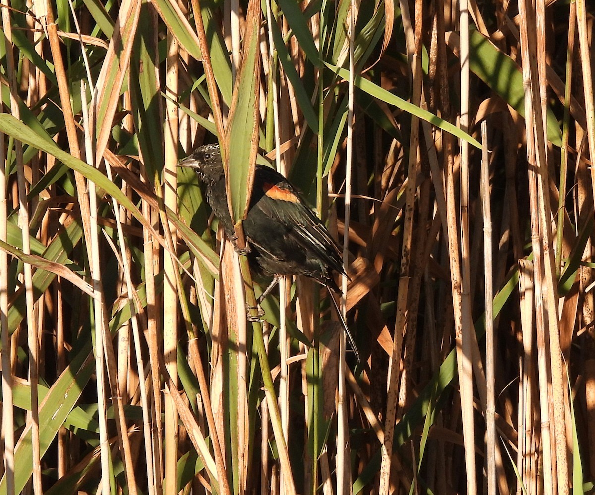 Red-winged Blackbird - ML641402303