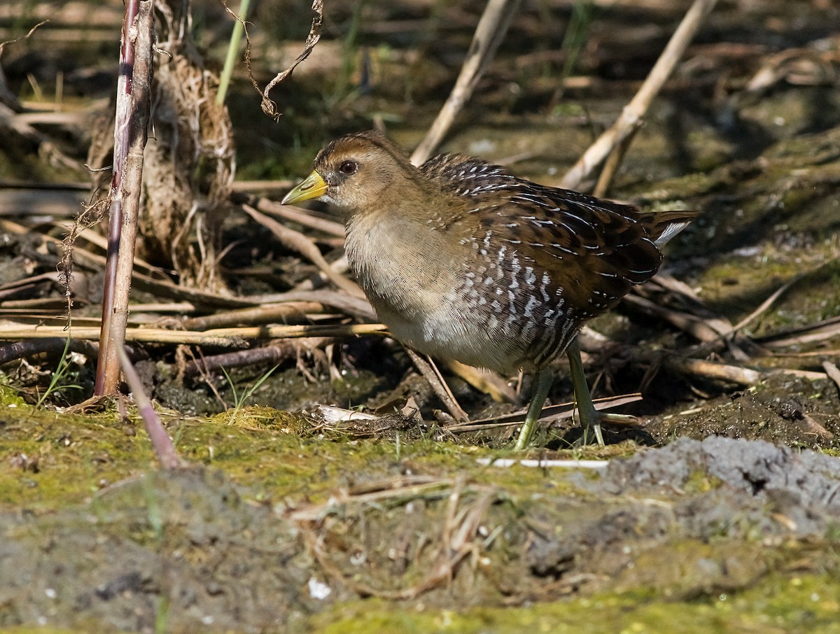 Sora - ML641402304