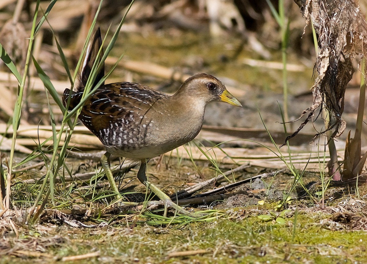 Sora - ML641402308