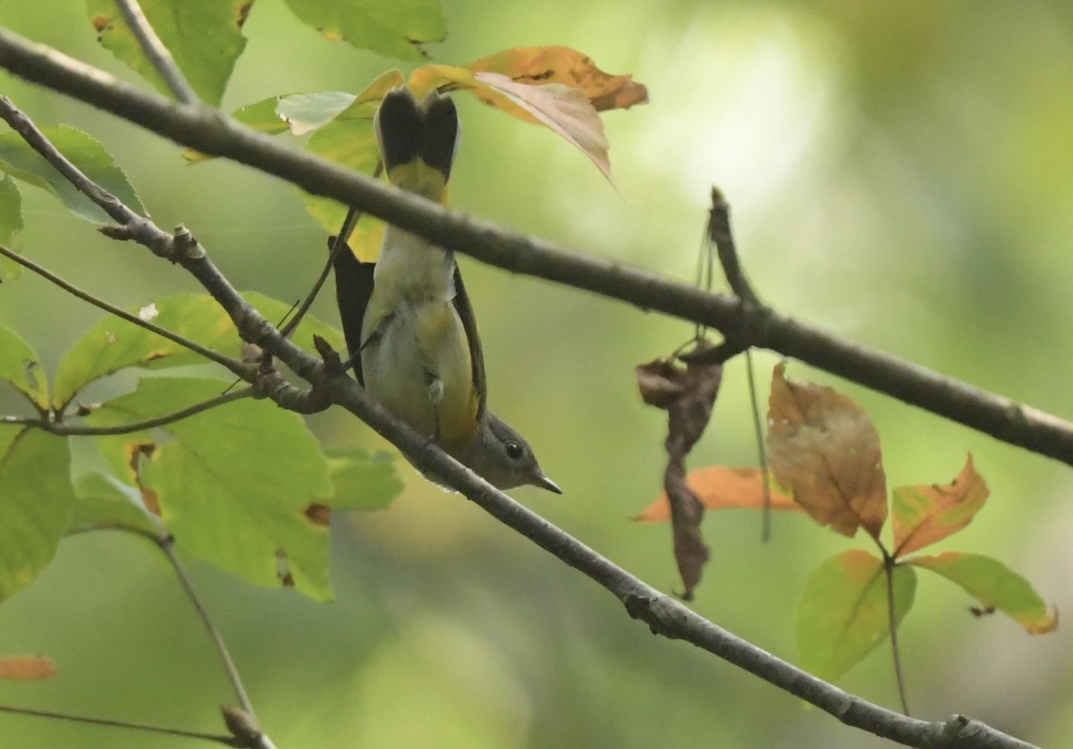 American Redstart - ML641402340