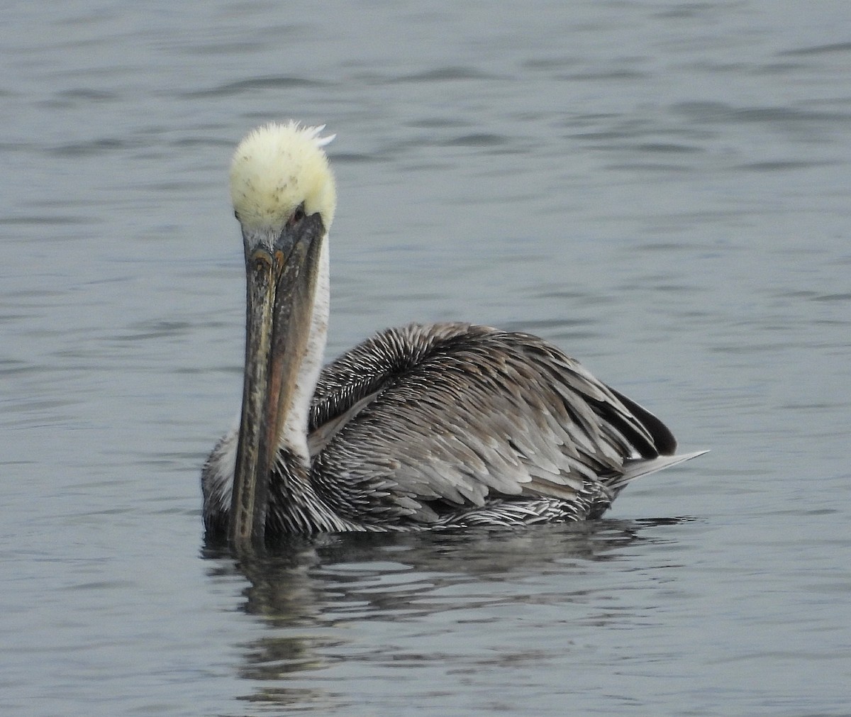 Brown Pelican - ML641402345