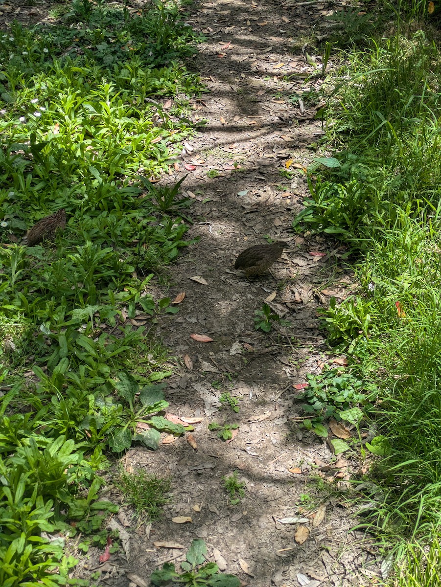 Brown Quail - ML641402376