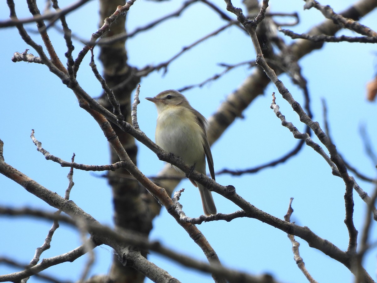 Warbling Vireo - ML641402430