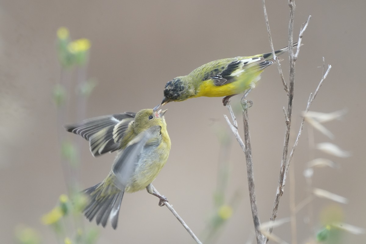 Lesser Goldfinch - ML641402434