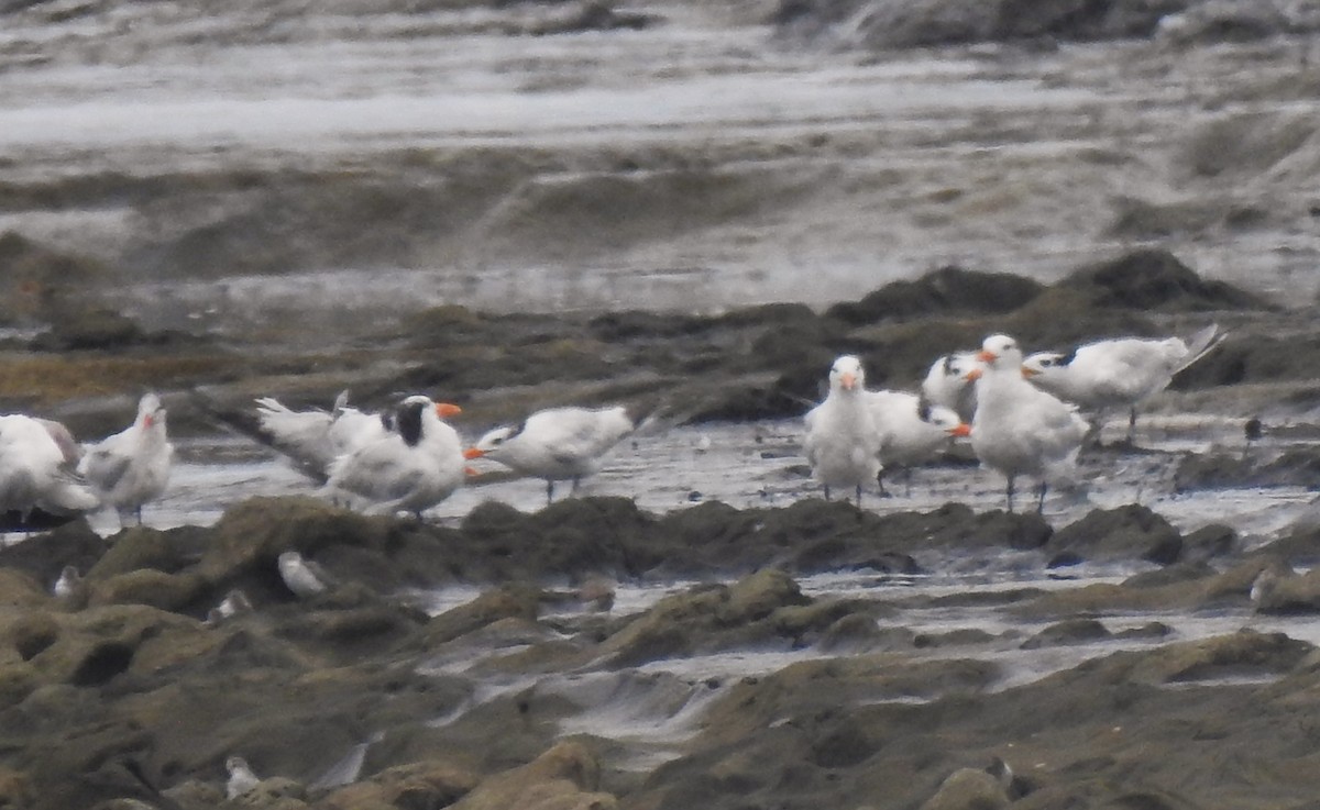 Royal Tern - ML641402453