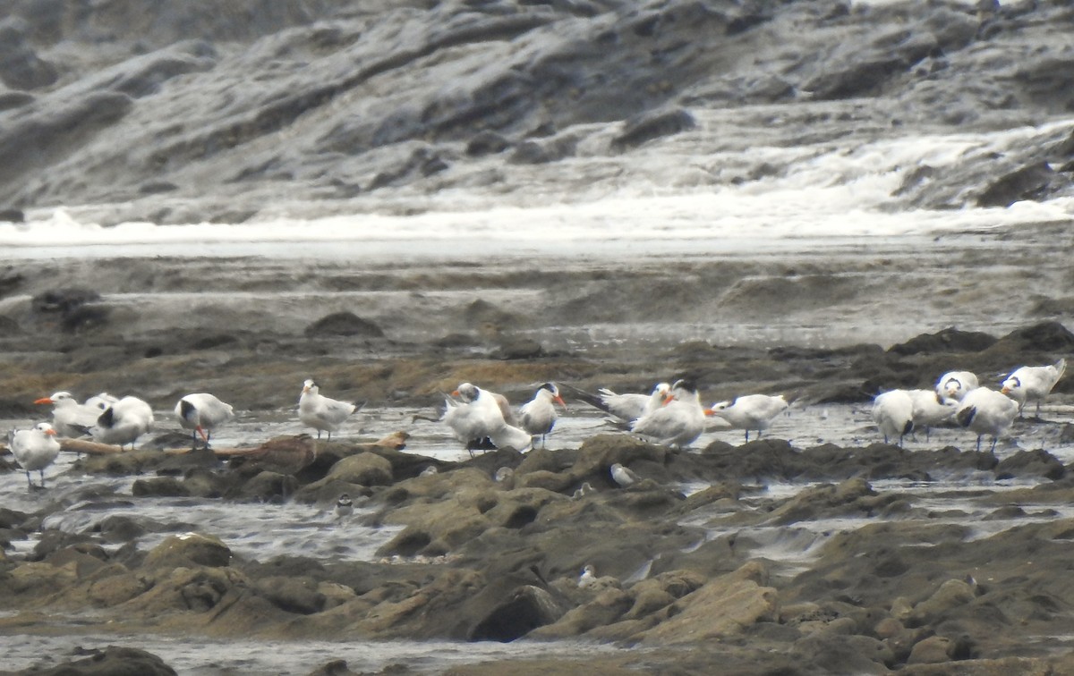 Royal Tern - ML641402454