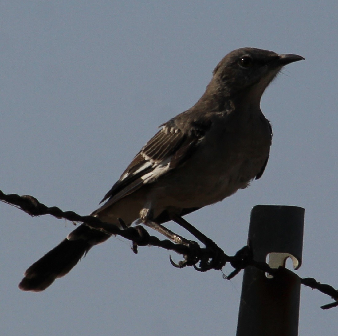 Northern Mockingbird - ML641402466