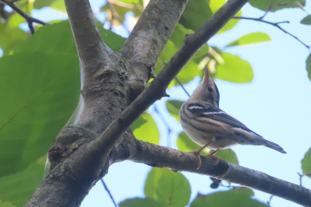 Black-and-white Warbler - ML641402502